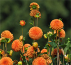 die Schwester der Königin unter den Blumen im Garten