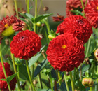die Schwester der Königin unter den Blumen im Garten
