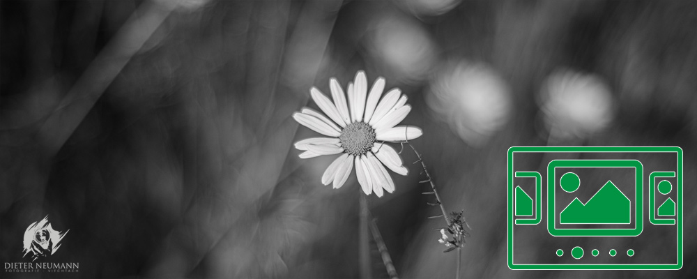 das slideshow-Fenster für 'dieter-neumann-fotografie.de' anzeigen ...

Manuelle Lichtmalerei in der Natur ... bei Blende 1.4 in schwarz-weiß. - Nikon Z7 - Zeiss Planar 50mm f1.4