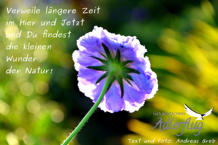 naturcoaching-adlerflug.de
Naturcoaching mit schamanischen Ritualen naturcoaching-adlerflug.de
Naturcoaching mit schamanischen Ritualen